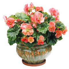Obraz premium Begonia In A Pot. Floral Arrangement With Orange Begonia Flowers And Green Leaves On White.