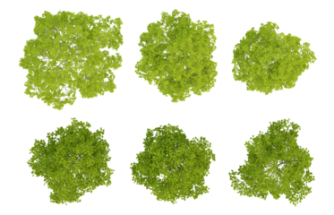 Top view of 3d trees of fraxinus rhynchophylla on transparent background, png illustration