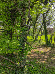 Trail through tall trees in a lush forest