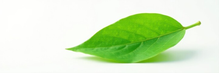 Obraz premium Single vibrant green leaf isolated on pure white background, visual, isolated