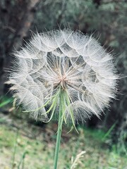 Obraz premium goatsbeard