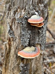mushrooms on tree