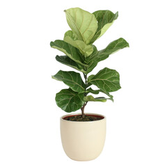 Stylish Fiddle Leaf Fig In Ceramic Pot. Perfect For Modern Home Decor.