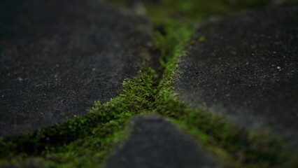 Vibrant Green Moss Growing Between Dark Stones A Close-Up Nature Photography