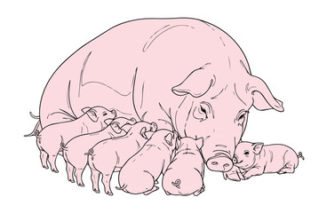 The drawing of the mother pig is feeding the baby vector milk.