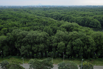 Aerial View Of Lush Mangrove Forest Ecosystem