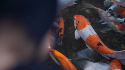 Vibrant Koi Fish Swimming in a Pond A Close-Up View