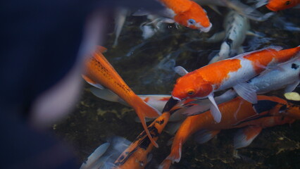 Vibrant Koi Fish in a Pond A Close-Up View of Colorful Carp