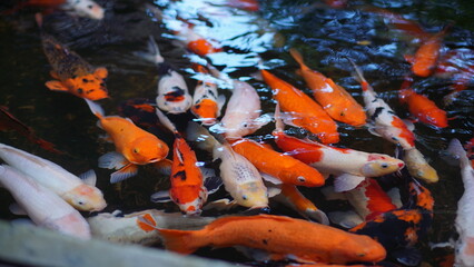 Vibrant Koi Fish in a Pond A Colorful Underwater Scene