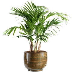 Obraz premium Elegant Areca Palm In A Pot. Perfect For Adding A Touch Of Nature To Your Design. Isolated On White.
