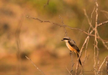 Sri Lankan Birds in Mannar, Sri Lanka 