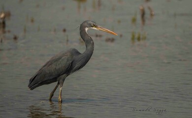 Sri Lankan Birds in Mannar, Sri Lanka 