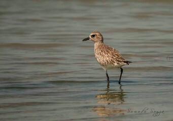 Sri Lankan Birds in Mannar, Sri Lanka 