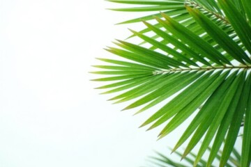 Crisp overhead shot of palm fronds against pure white,summer feel , copy space, holiday