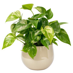 Pothos Plant In Pot On White Background. Stylish Home Decor For Indoor Space.