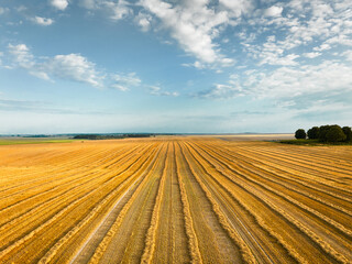 Fototapeta premium Landscape of agricultural field with wheat cut into rolls
