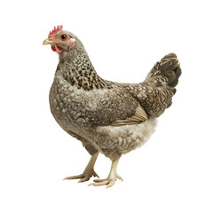 Fototapeta premium Grey Speckled Hen, Poultry Farm Bird, Domestic Fowl, Chicken Breed