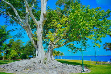 Fort Myers, Fort Myers, Florida 05 24 2025: The landscape of Fort Myers Edison and Ford Winter...