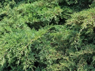Close-up of fresh juniper branches. Juniper bush.
