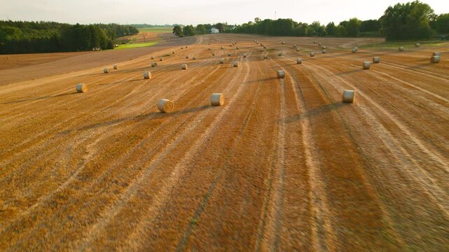 Aerial view of hay bales spread across a vast field, with rows of harvested crops and shadows creating a visual rhythm.