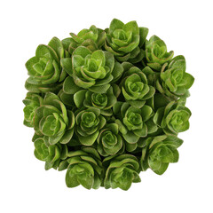 Obraz premium Lush Green Succulent Plant Arrangement - Top View