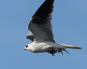 White-tailed Kite Carrying its prey in Suisun City, California.