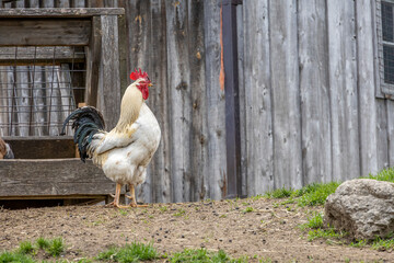 A rustic rooster stands proudly at Riverdale Farm in Toronto, showcasing rural charm against a wooden barn backdrop.
