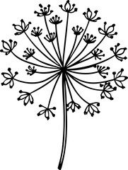 Queen Anne's Lace flower outline vector and illustration, coloring book page