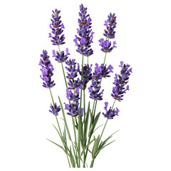 Obraz premium Fresh Lavender Stems with Bright Purple Flowers on Transparent Background