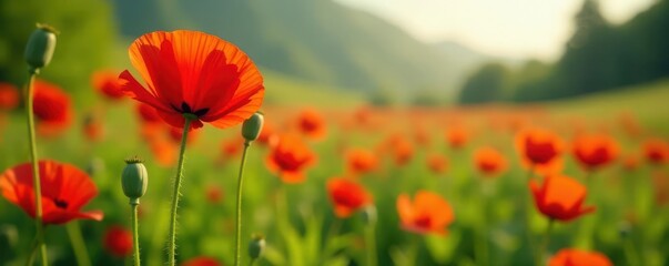 Fototapeta premium Red poppy in vibrant nature scene, ample copy space , splendid, spring, day