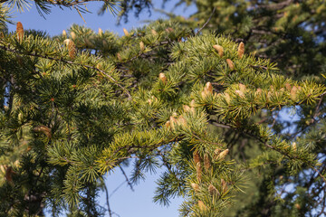 Larch is the only deciduous European coniferous tree. A tree with fresh green leaves and cones on young branches. Close-up of young green larch needles. Larix sibirica, Siberian larch or Russian larch