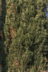 thuja, background, tree, nature, natural, beautiful, outdoors, light, morning, house, christmas, old, russian, day, season, green thuja, macro photo of greenery close-up, background green branches