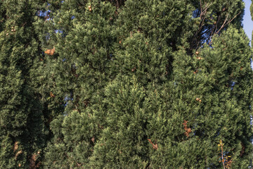 thuja, tree, background, nature, natural, beautiful, outdoors, light, morning, house, christmas, old, russian, day, season, green thuja, macro photo of greenery close-up, background green branches