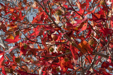 Red leaves of Liquidambara vulgaris. Prickly nuts on a branch of the liquidambar tree. Liquidambar smolonosny (Latin. Liquidambar is erasable). Golden leaves and prickly green balls of Liquidambarian 