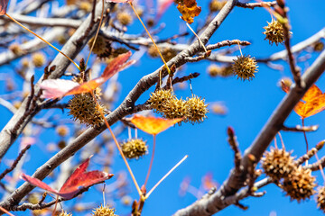 Liquidambar smolonosny (Latin. Liquidambar is erasable). Red leaves of Liquidambara vulgaris. Prickly nuts on a branch of the liquidambar tree. Golden leaves and prickly green balls of Liquidambarian 