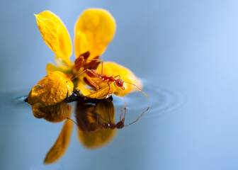 Reflection of an ant and yellow flower over a blue tone water. Background picture