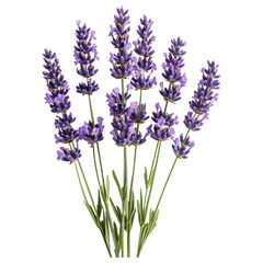 Obraz premium Beautiful Lavender Flowers with Transparent Background for Design