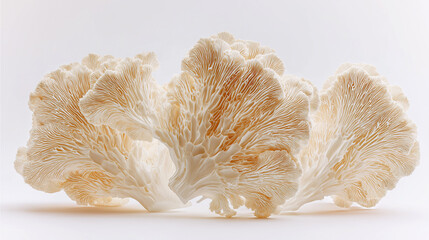Delicate pink oyster mushrooms with ruffled edges arranged on a white background.
