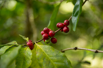 Farmer concept harvest fruit ripe coffee seed robusta arabica berry close up fresh green leaf bean...