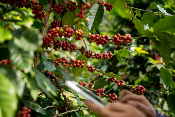 Farmer concept harvest hand ripe coffee seed robusta arabica berry close up fresh green leaf bean...