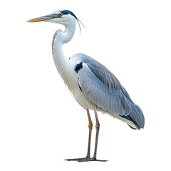 Fototapeta premium Elegant Gray Heron Stands Gracefully with a Transparent Background