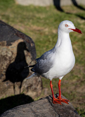 A close-up image of an Australian Silver Gull (Chroicocephalus novaehollandiae)