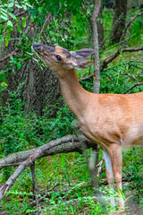 Doe eating tree leaves