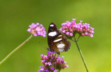 butterfly on a flower