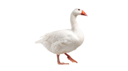 Elegant White Goose Walking Isolated on Transparent Background