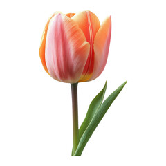 Vibrant Pink Orange Tulip Flower with Transparent Background