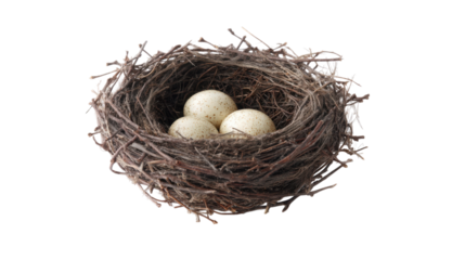 Speckled Bird Eggs in a Nest on Transparent Background