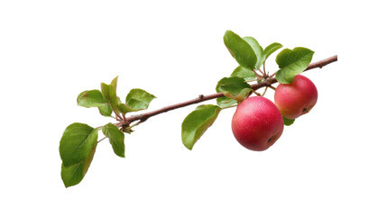 Two Red Apples on a Branch with Leaves on Transparent Background