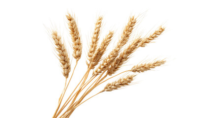 Wheat Stalks Bunch Close Up Isolated on Transparent Background