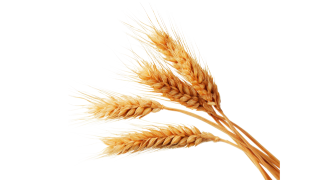 Golden Wheat Stalks Arranged Together on Transparent Background